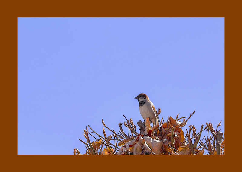 House Sparrow on a dried creeper- 00